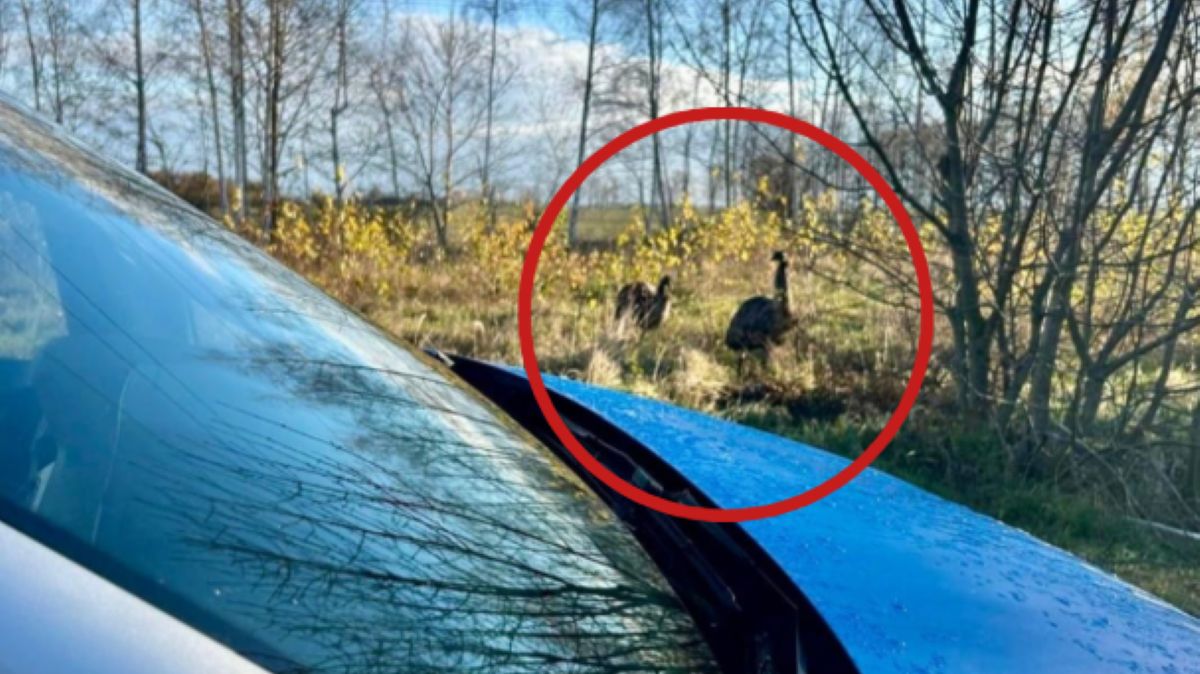 Nietypowa akcja policji 