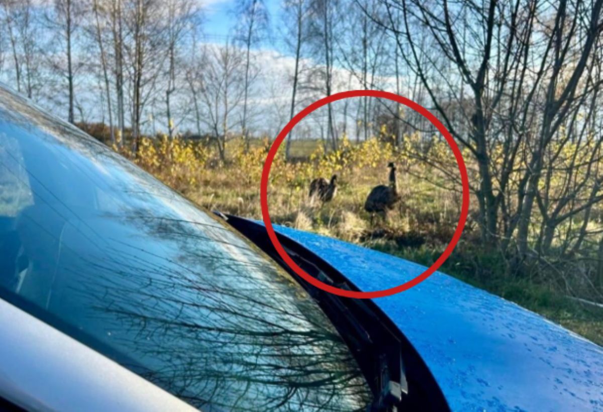 Egzotyczny widok w Unikowicach. Tego nikt się nie spodziewał