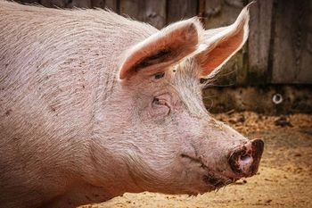 Tuczniki coraz tańsze. Hodowcy biją na alarm