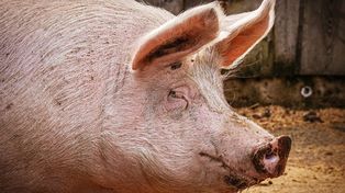 Tuczniki coraz tańsze. Hodowcy biją na alarm