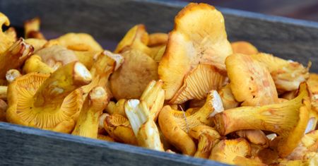 Kurki mają bardzo cenną właściwość. Dlatego najlepiej spożywać je w takiej formie