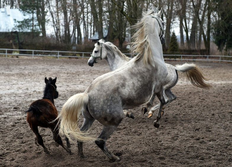 Dni Konia Arabskiego w Janowie Podlaskim. Wiceszef ANR liczy na pełny sukces