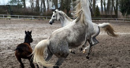 Stadnina koni arabskich w Michałowie znowu zmieni prezesa?