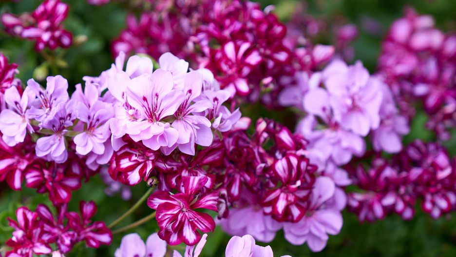 pelargonie