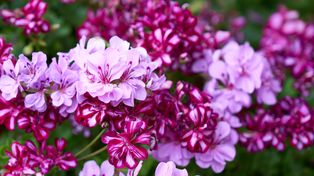 Pryskam tym pelargonie w lipcu i są ciężkie od nowych kwiatów. Koniecznie wypróbuj ten sposób
