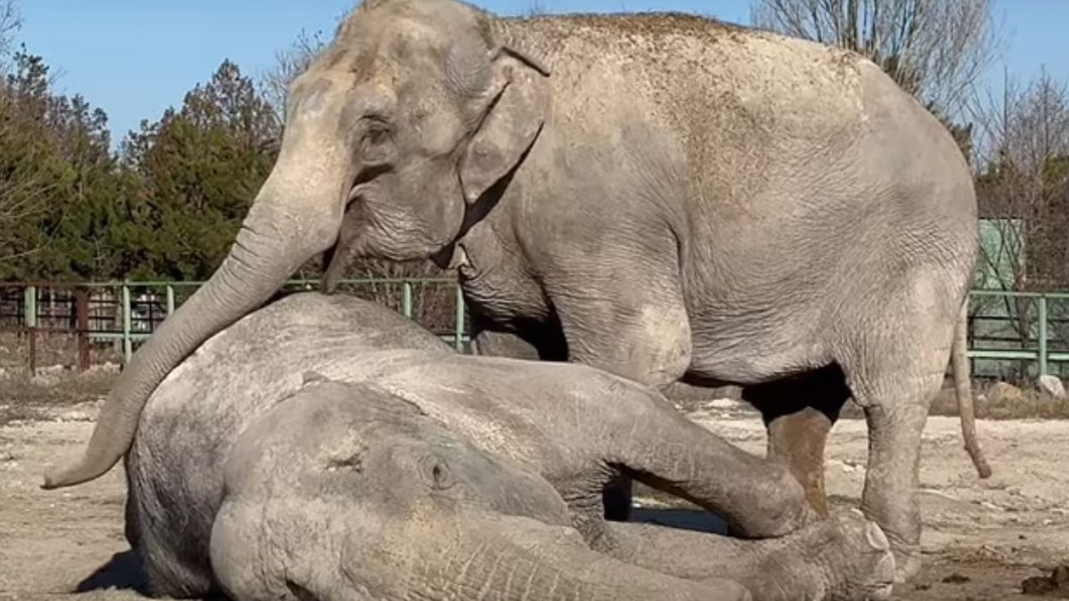 Słonica straciła wieloletnią przyjaciółkę