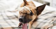 Pies saneczkuje: gruczoły, pasożyty czy alergia? Co oznacza tarcie pupą o podłogę?