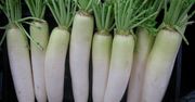 Surowa podłużna biała rzodkiewka