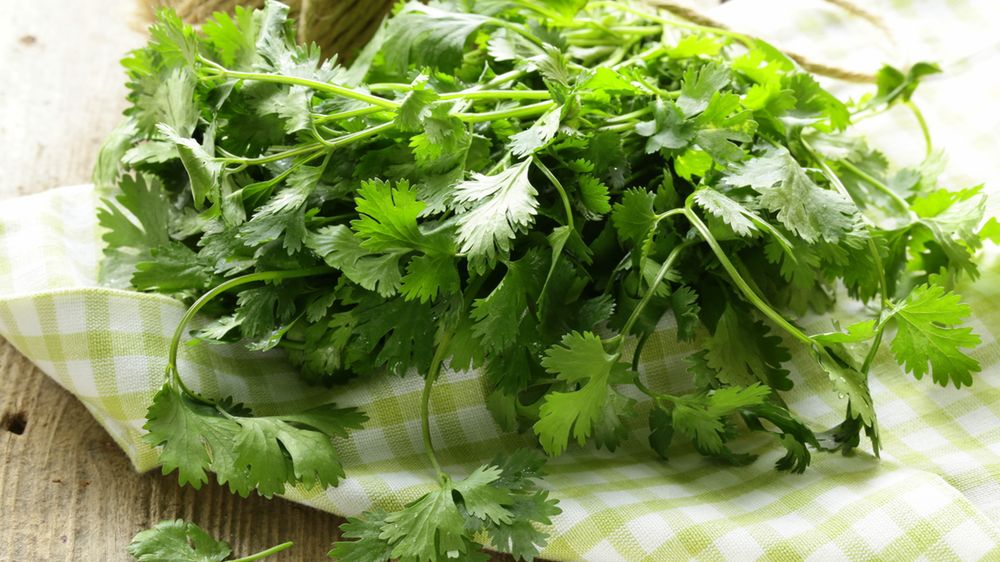 Surowe liście kolendry