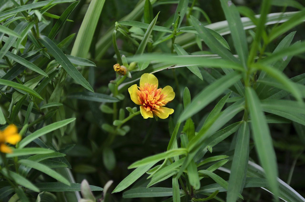 Estragon is called the king of spices