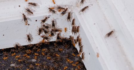 Wlej do gniazda mrówek. Działaj, nim zajmą kolejne pomieszczenia