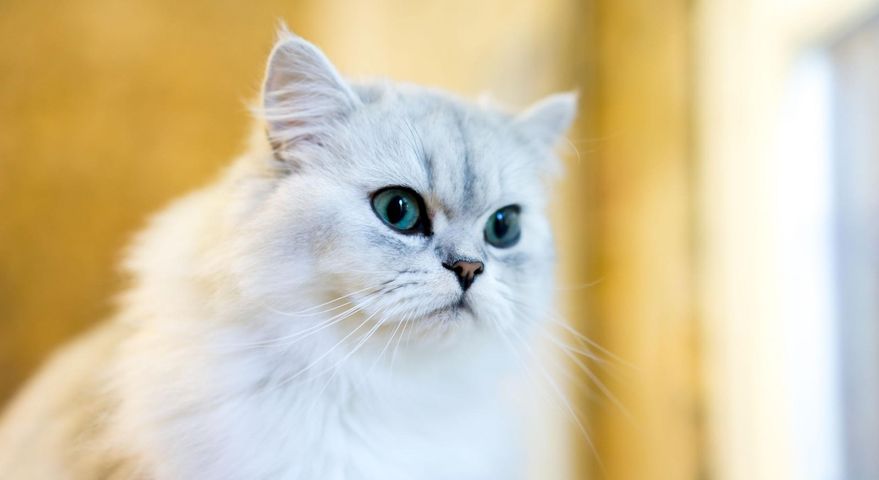 Koty perskie to popularna w Polsce rasa