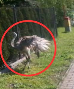 Struś uciekł z gospodarstwa. Gdzie jest ten duży ptak?
