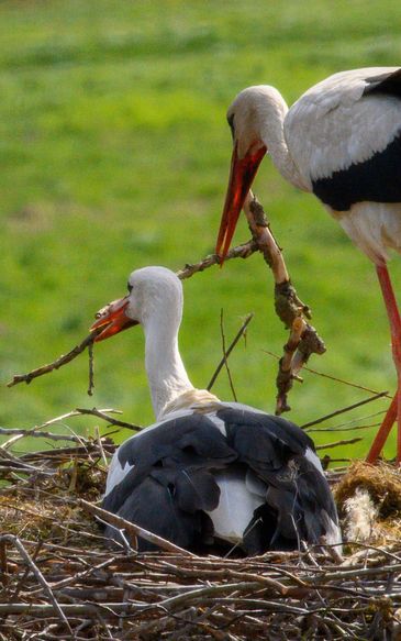 Choroba zabija koty. Ekspert alarmuje, wskazuje na bociany