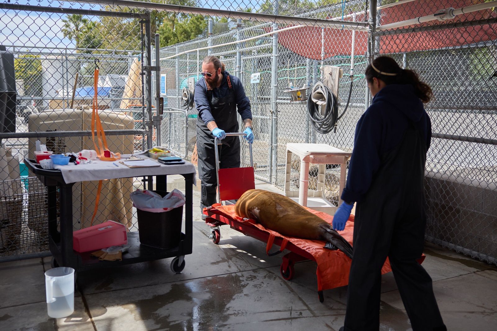 Specjaliście starają się pomóc jak największej liczbie zwierząt