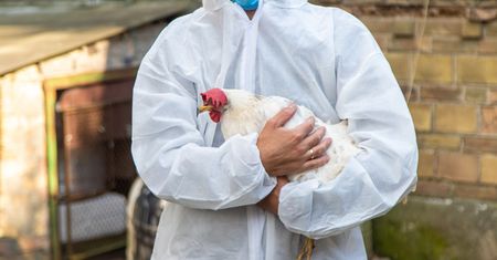 Mężczyzna zakażony ptasią grypą. Pierwszy taki przypadek w Europie