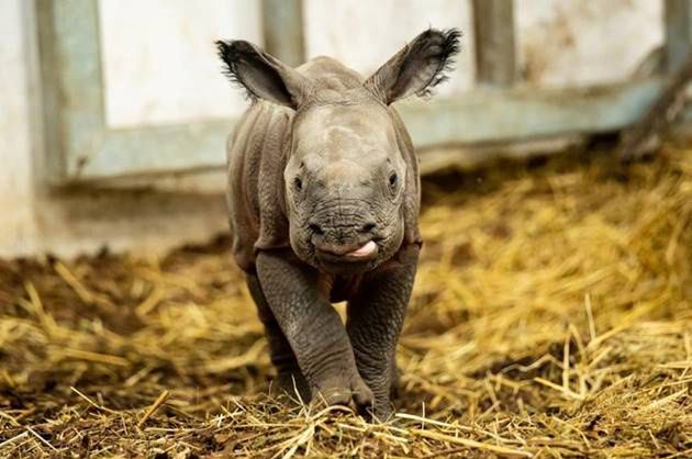 Wrocław. Mała samiczka nosorożca ma już imię. Będzie nazywała się Kiran, co po indyjsku znaczy Promyk Słońca