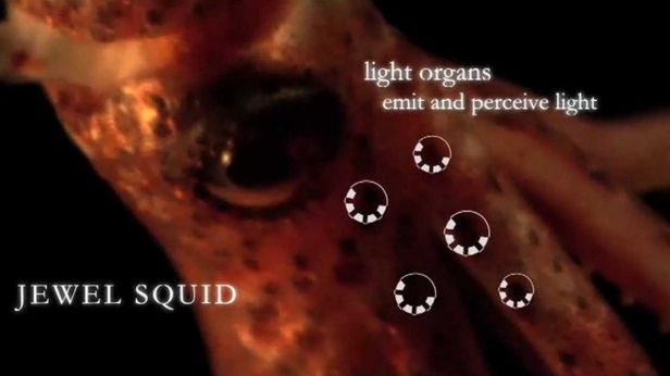 Potwory z głębin, czyli wyniki 10 lat badań The Census of Marine Life [wideo] 1