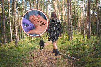 Teraz są bardzo aktywne. Nie tylko w lesie. Przenoszą 20 różnych chorób