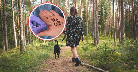 Teraz są bardzo aktywne. Nie tylko w lesie. Przenoszą 20 różnych chorób