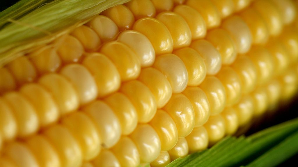 Słodka kukurydza pakowana próżniowo
