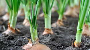 Czarny nalot na cebuli to nie zawsze brud. Taki objaw powinien zaniepokoić