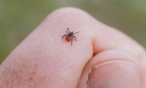 Wylęgarnia kleszczy w ogrodzie. W tych miejscach jest ich najwięcej