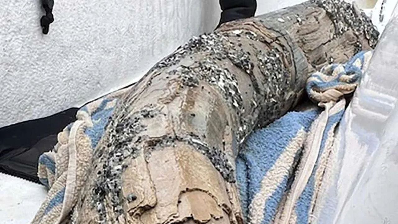 Diver's rare discovery off Florida coast sparks tusk debate