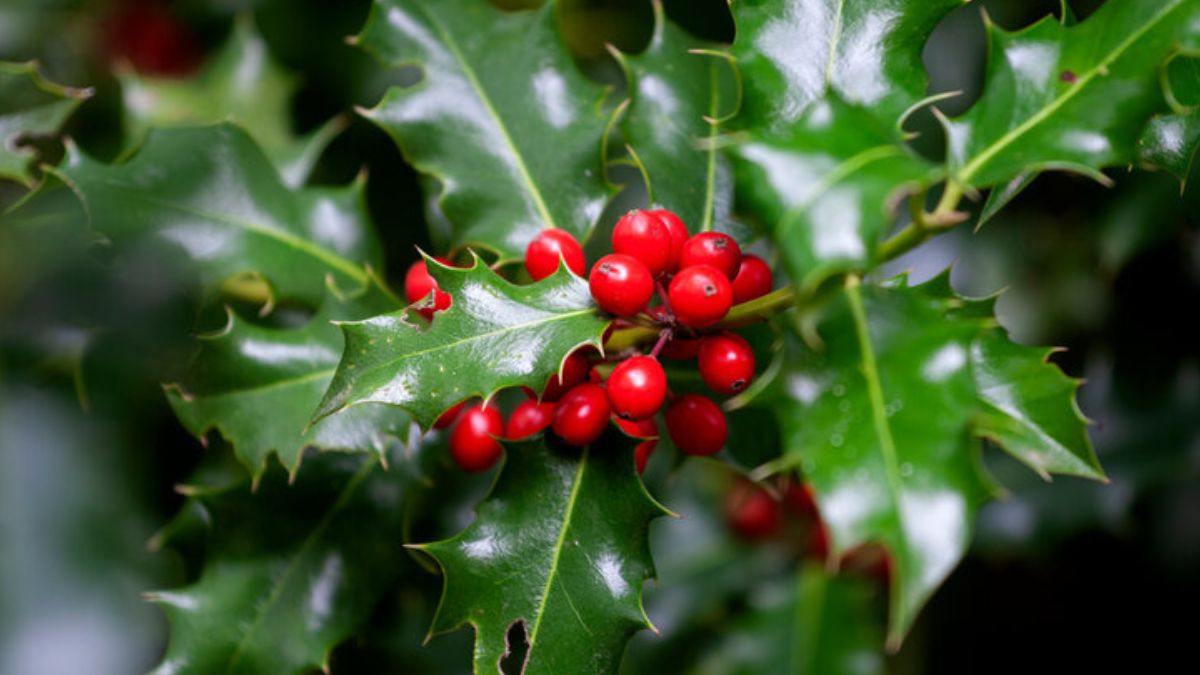 Ostrokrzew może zastąpić gwiazdę betlejemską w domu