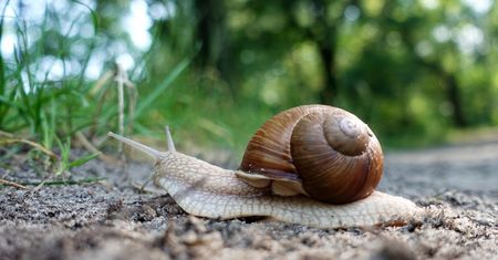 Ślimaki potrafią włączyć "piąty bieg". Zaskoczyły prędkością nawet naukowców