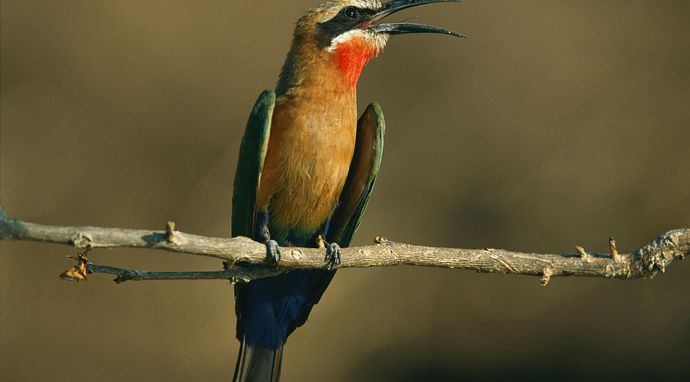 Świat kolibrów