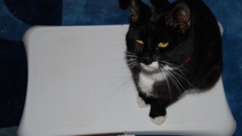 Wii Balance Board alternatywą dla wartego 18 tysięcy dolarów sprzętu medycznego? 1