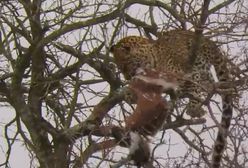 Drapieżnik podjął wielkie ryzyko. Brawurowa akcja lamparta na wysokości