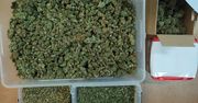 Areszt za posiadanie 2,5 kg marihuany. Akcja policji w powiecie słupeckim
