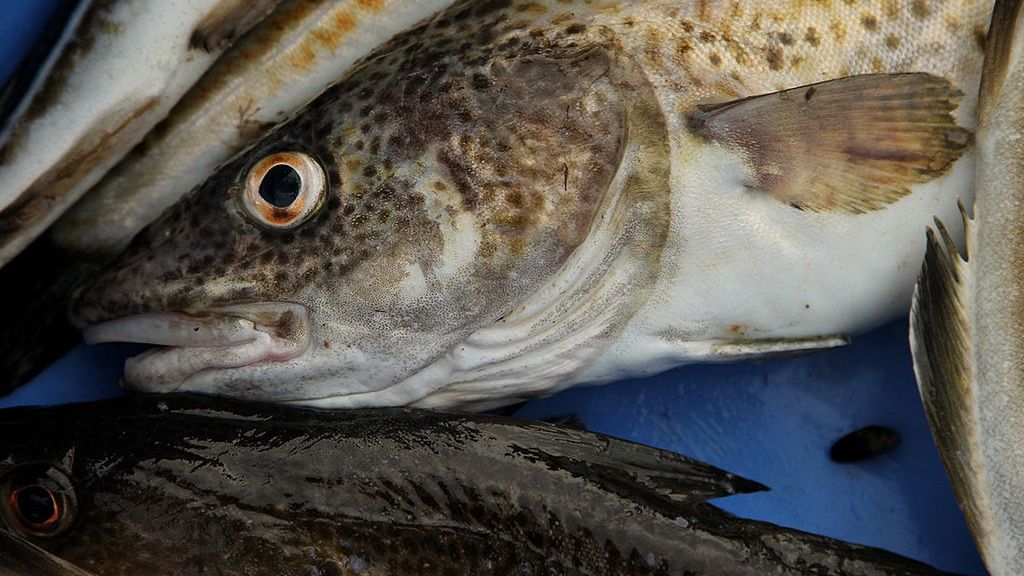 Dorsz złapany w Bałtyku 
