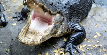 Aligator ukarał klienta baru. Przerażenie na Florydzie
