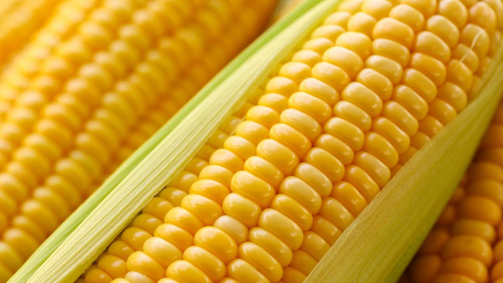 Gotowana mrożona słodka kukurydza (kolba) bez dodatku soli, odsączona