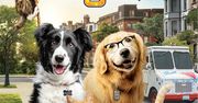 PSY I KOTY 3: ŁAPA W ŁAPĘ! - ULUBIONE ZWIERZAKI DOMOWE WRACAJĄ DO AKCJI! PREMIERA DVD JUŻ 31 MAJA!