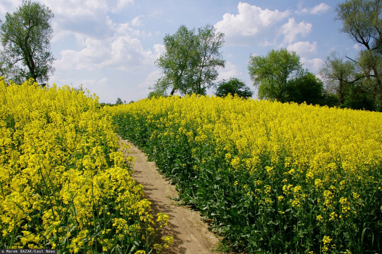 Plantatorzy o przymrozkach rzepaku