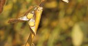 Soja GMO: UE dopuściła do sprzedaży kolejną odmianę