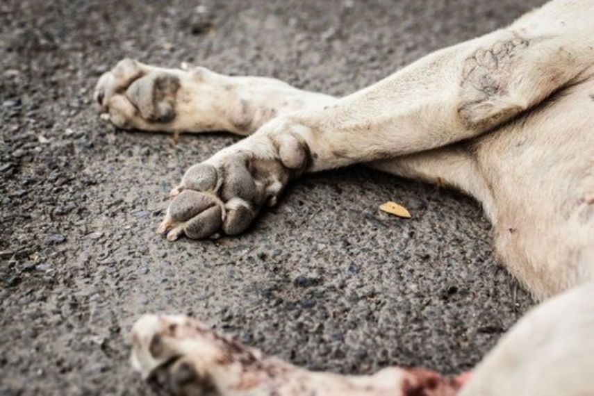 Muranów: groźna trucizna w parku przy Smoczej. "Zabiła już trzy psiaki"