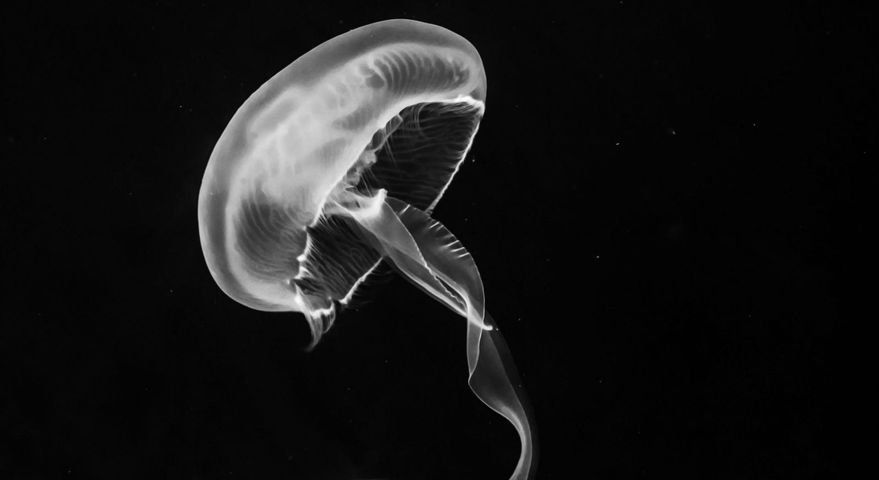 Zdjęcie przedstawia meduzę