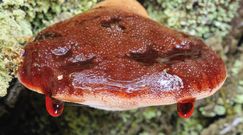 Rzadki grzyb przypomina surowy język zwierzęcia