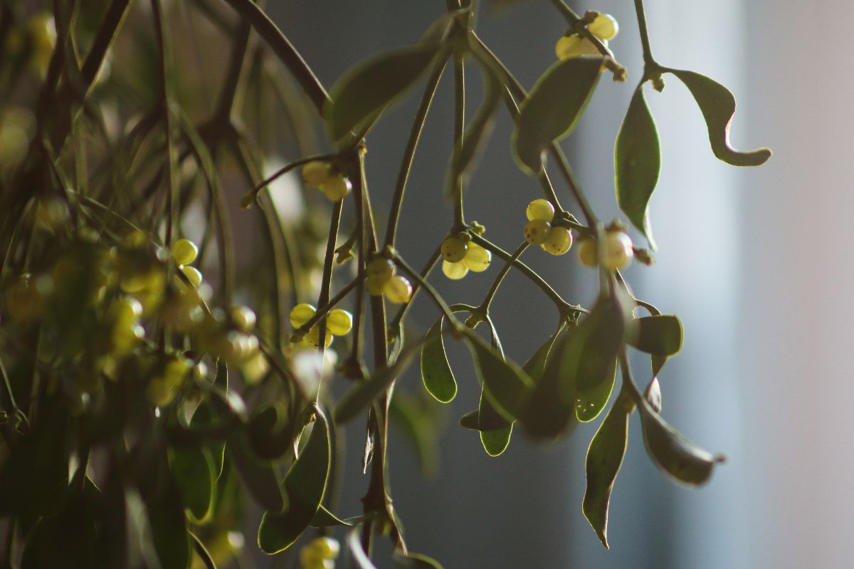 Mistletoe is a symbol of Christmas.
