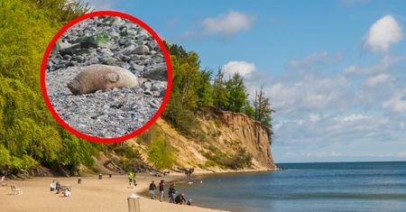 Pierwsza focza pacjentka. Teraz walczy o zdrowie