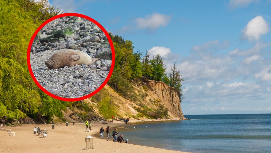 Fokę nazwano Orlica, nawiązując do miejsca jej znalezienia