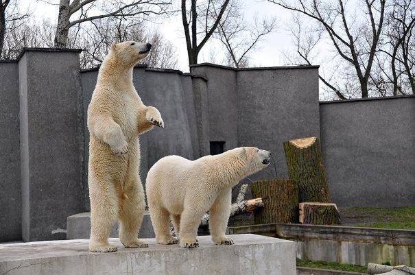 Niedźwiadki z warszawskiego ZOO świętują. "Aleut i Gregor to niezwykli bliźniacy"