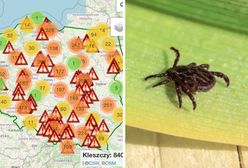 Tu jest zagłębie. Najwięcej kleszczy w dwóch rejonach Polski