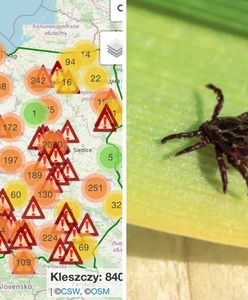 Tu jest zagłębie. Najwięcej kleszczy w dwóch rejonach Polski