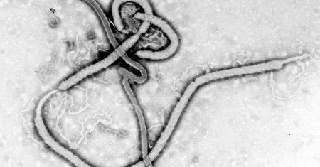 Wirus Ebola w Afryce. Kiedy szczepionka?